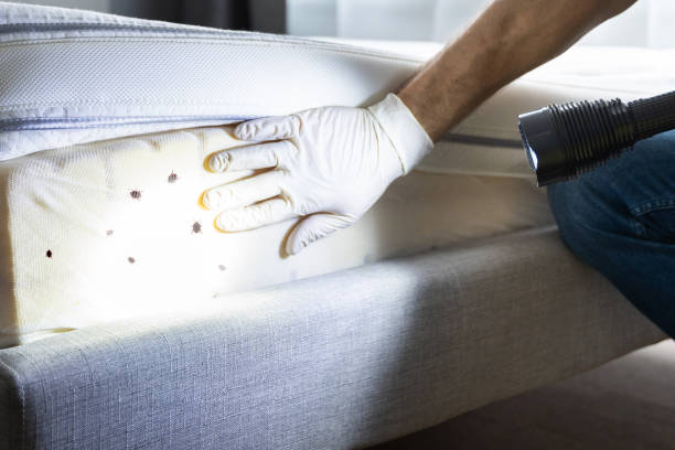 Best Rat Extermination Near Me  in Fairfield Glade, TN