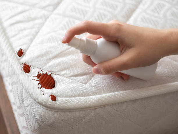 Reliable Fairfield Glade, TN Pest Control Solutions